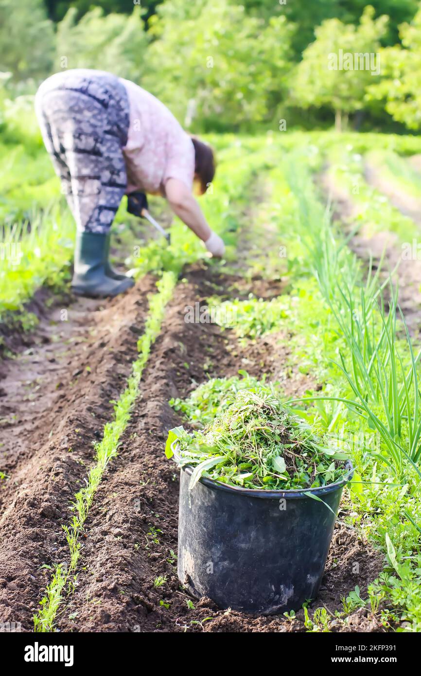 Pulling weeds from garden hi-res stock photography and images - Alamy