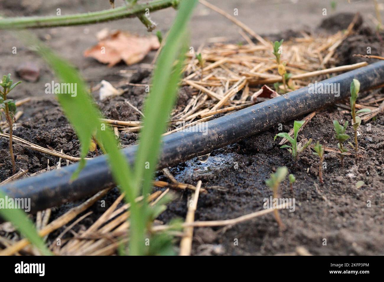 drip watering of the plant. Water drips onto the drip irrigation system