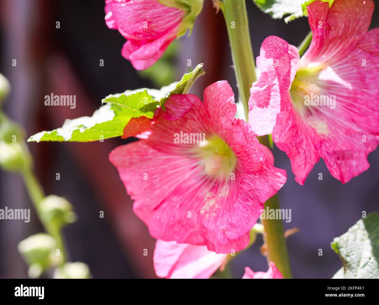 Mallow plants in bloom. Pink garden flowers Stock Photo