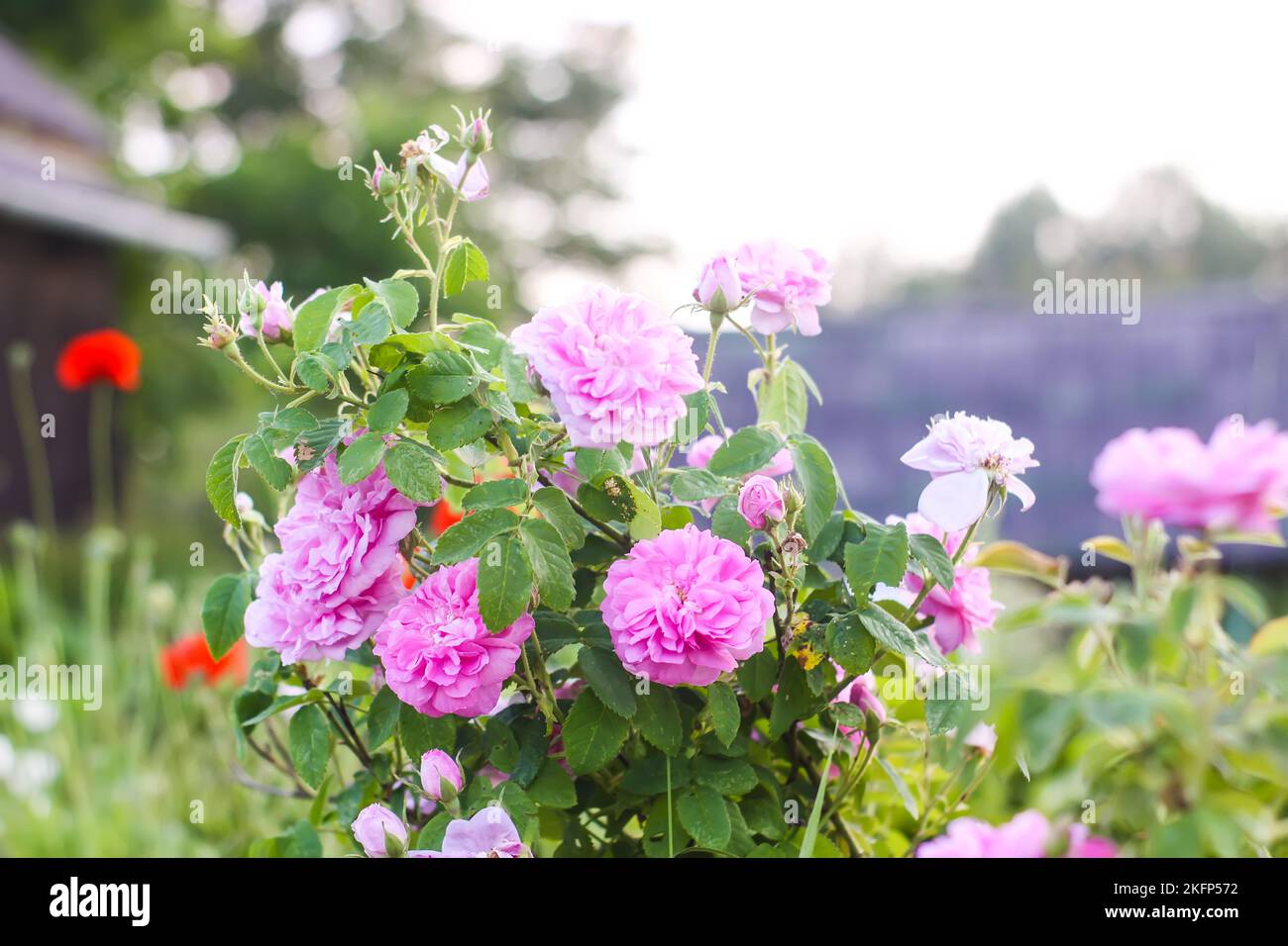 Pink roses in the garden. Decorative garden plants in the countryside ...