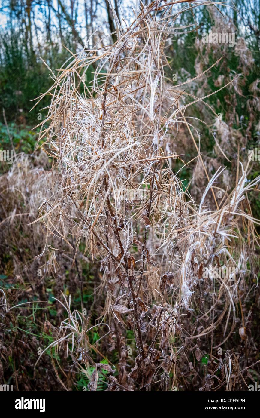 Hairy Willowherb in Winter in a forest near Cardiff, Wales, UK. Abstract, background, textures. Stock Photo