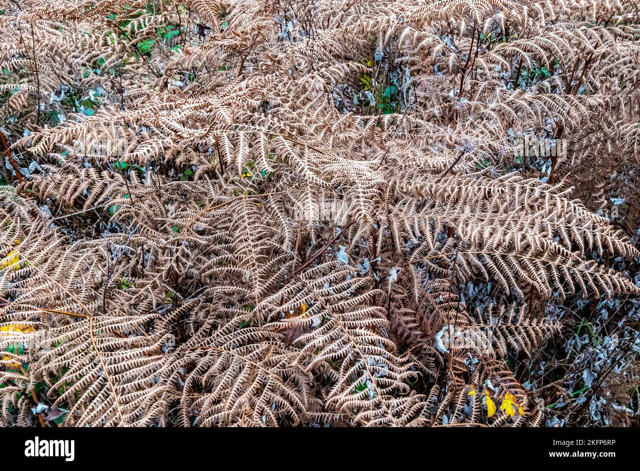 Woodland scene. Brown bracken carpets pine forest floor in autumn / fall / winter. Stock Photo