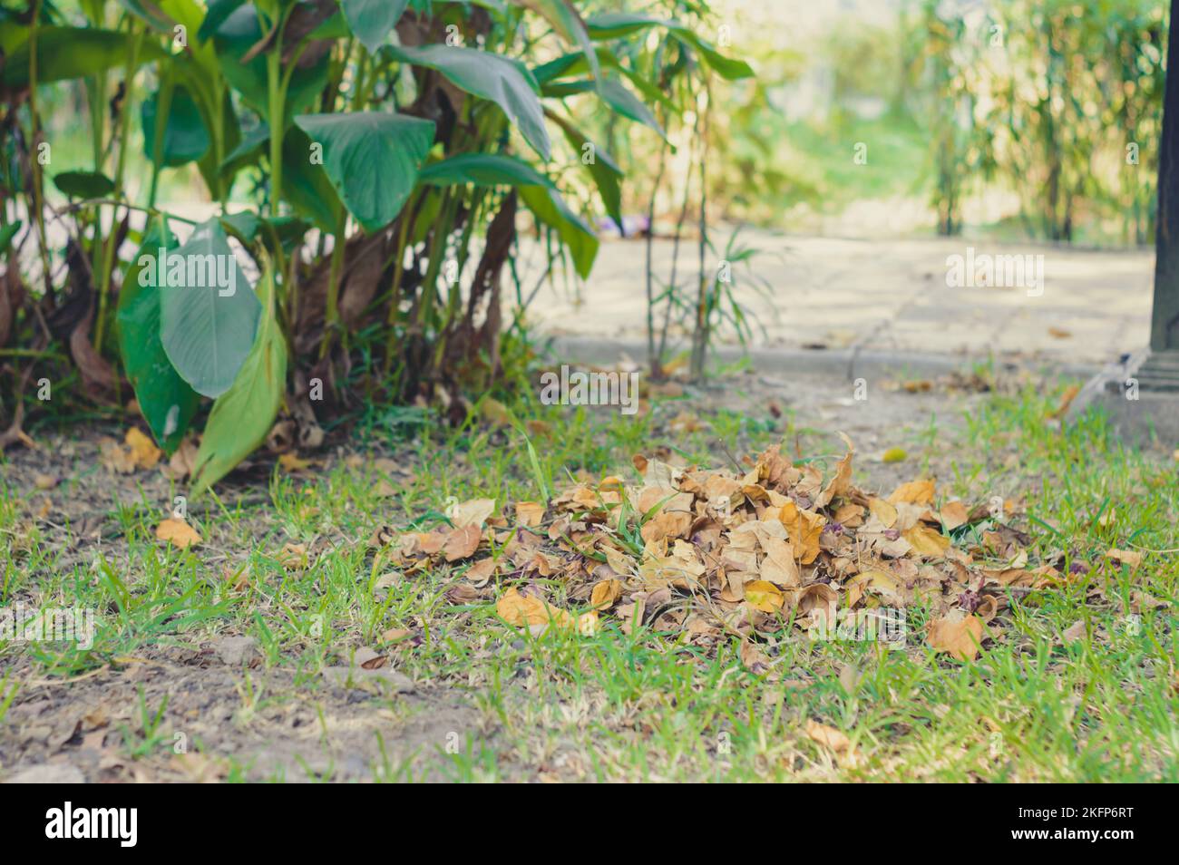 Compost Heap of Waste falling Leaves Picking Up after Clean and gathered in a garden park for Recycling. Natural Waste Management Recycled Material. Z Stock Photo