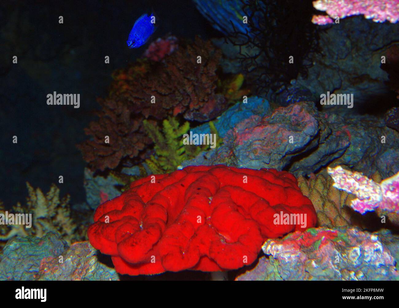 Artificial stone coral (Trachyphyllia sp.) for aquarium trade Stock