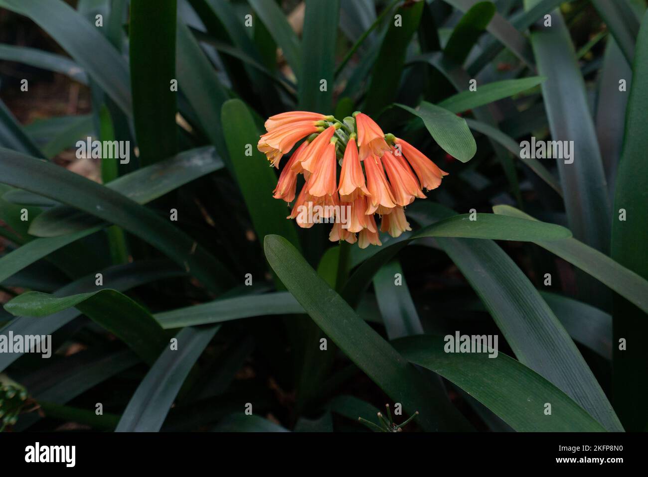 Clivia nobilis, the green-tip forest lily, a species of flowering plant in genus Clivia, of the family Amaryllidaceae, native to South Africa. Stock Photo