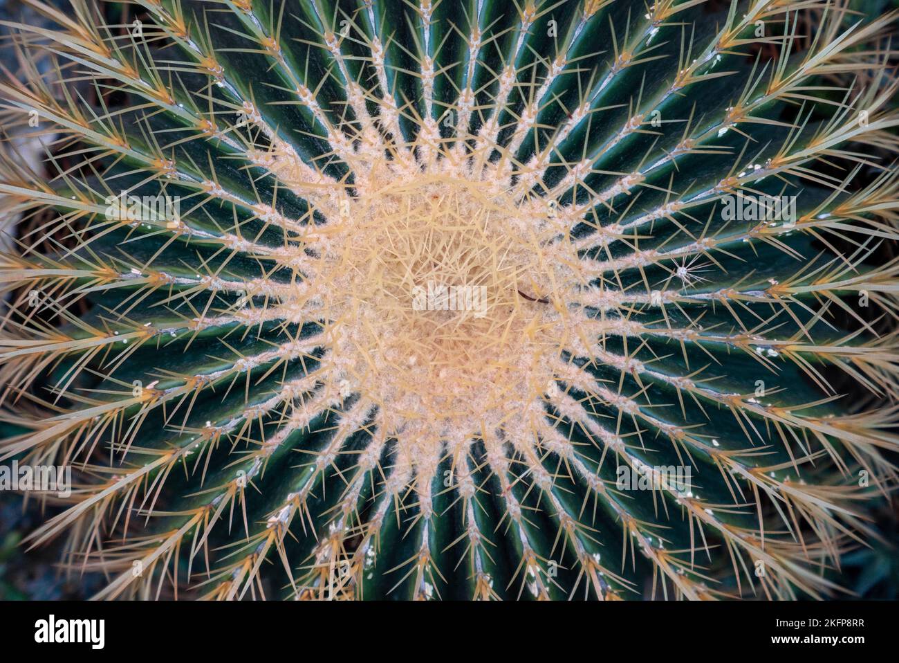BubbleBlooms Golden Barrel Cactus (Echinocactus Grusonii) In 6" Pot - Live Succulent Plant