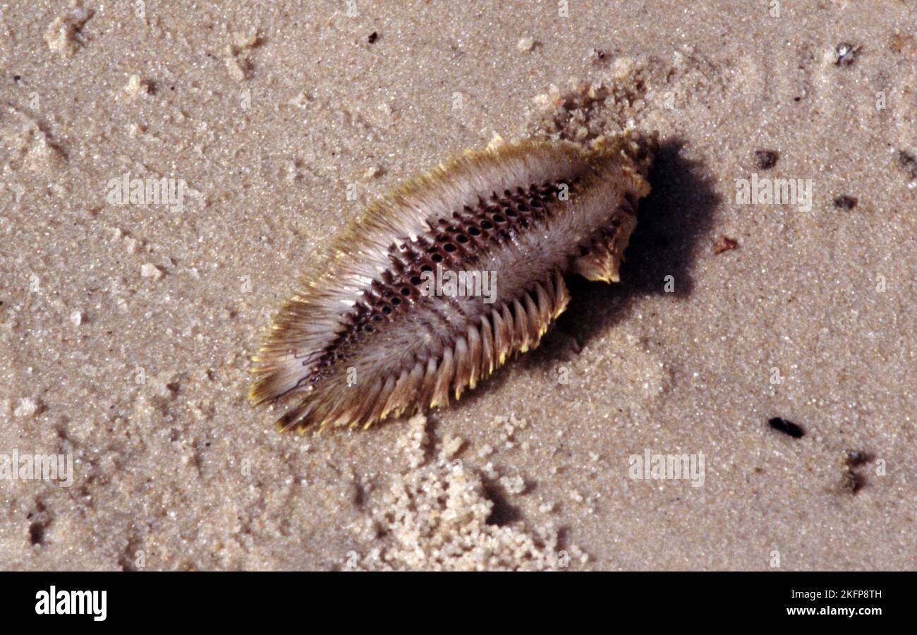 Chloeia is a genus of marine polychaete worms Stock Photo
