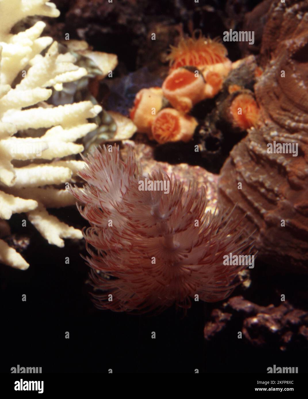 Protula bispiralis, commonly known as the red fanworm or as a mopworm, is a species of marine polychaete worm in the family Serpulidae Stock Photo