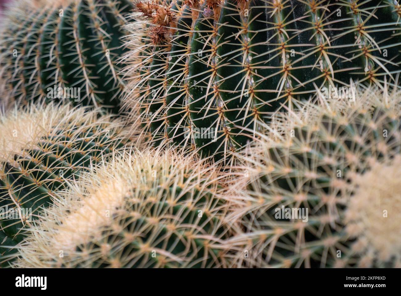 Group of large golden barrel cactus plants (Echinocactus grusonii) also known as a golden ball