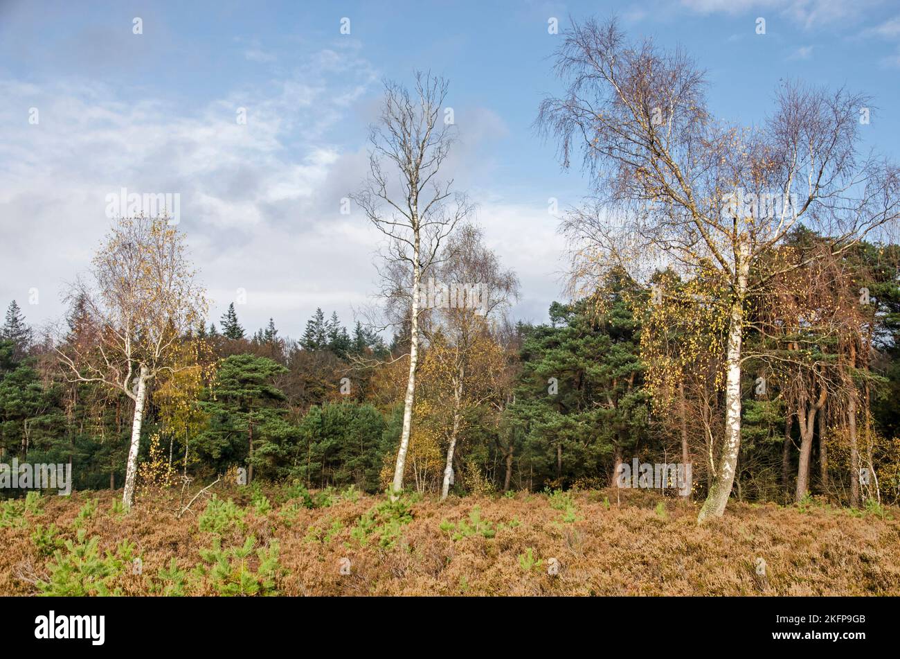 Group of birch trees in a clearing in the forest near Austerlitz, The ...