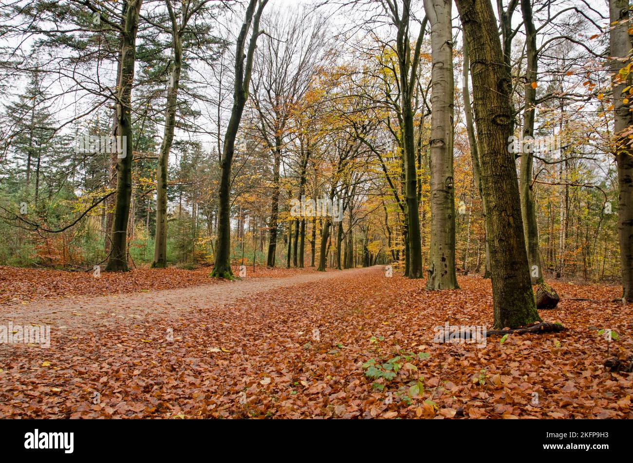 Diminishing perspective of a road in the forest near Austerlitz, The Netherlands in autumn Stock Photo