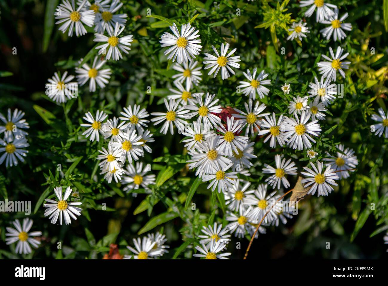 Close up blooming bushy aster white wild flowers growing on the meadow Stock Photo