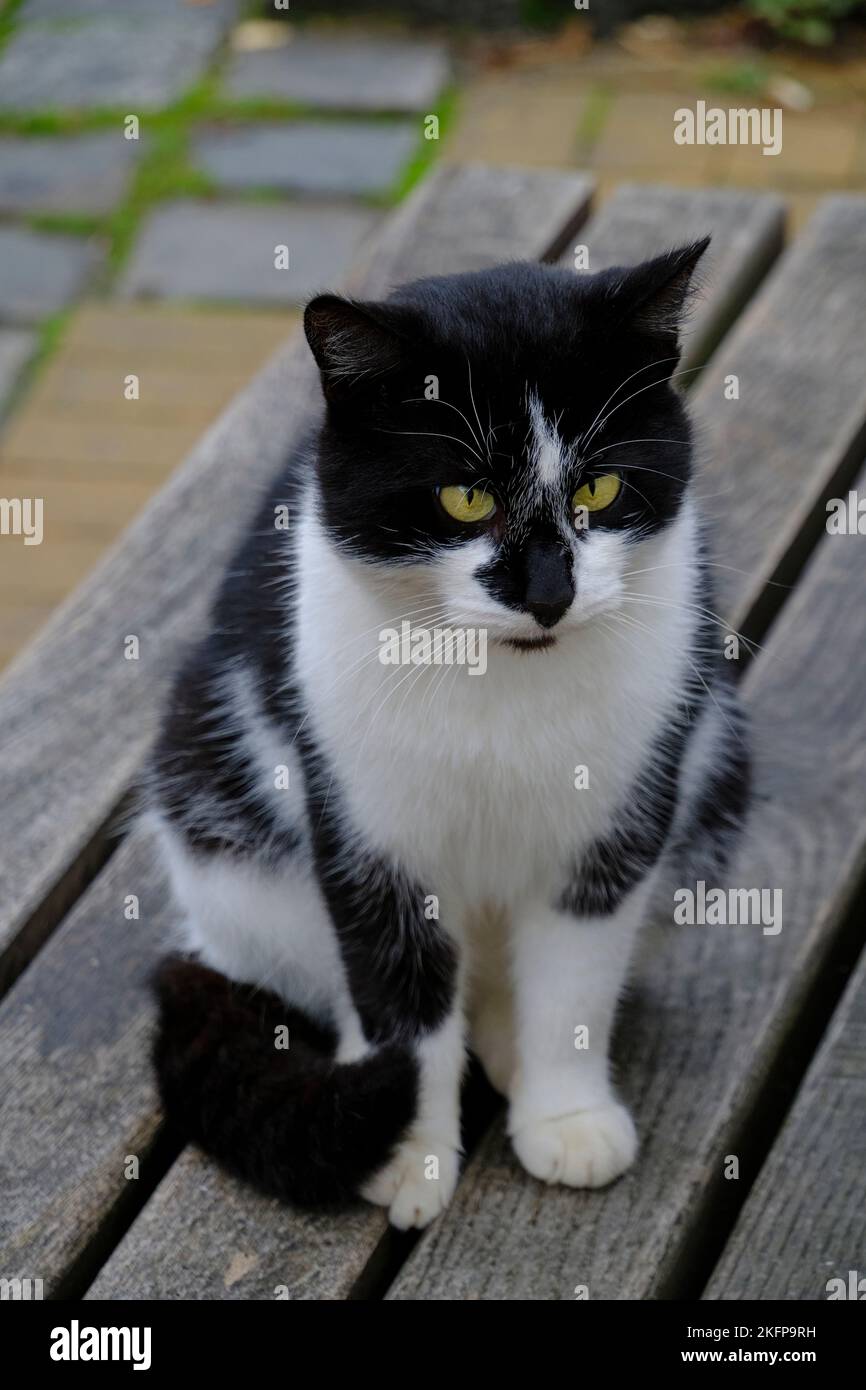 Black and white cat looks into distance surprise Stock Photo - Alamy
