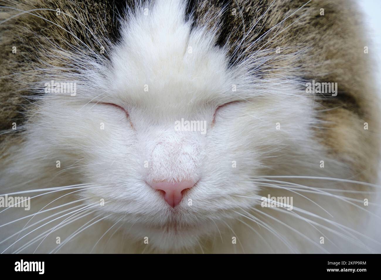 Muzzle sleeping beautiful and fluffy gray white cat Stock Photo - Alamy