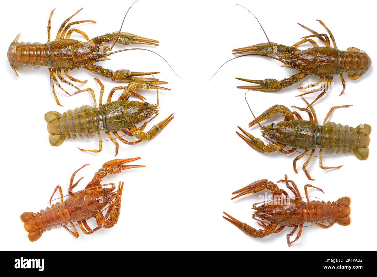 Live crayfish white background, food delicacy Stock Photo Alamy