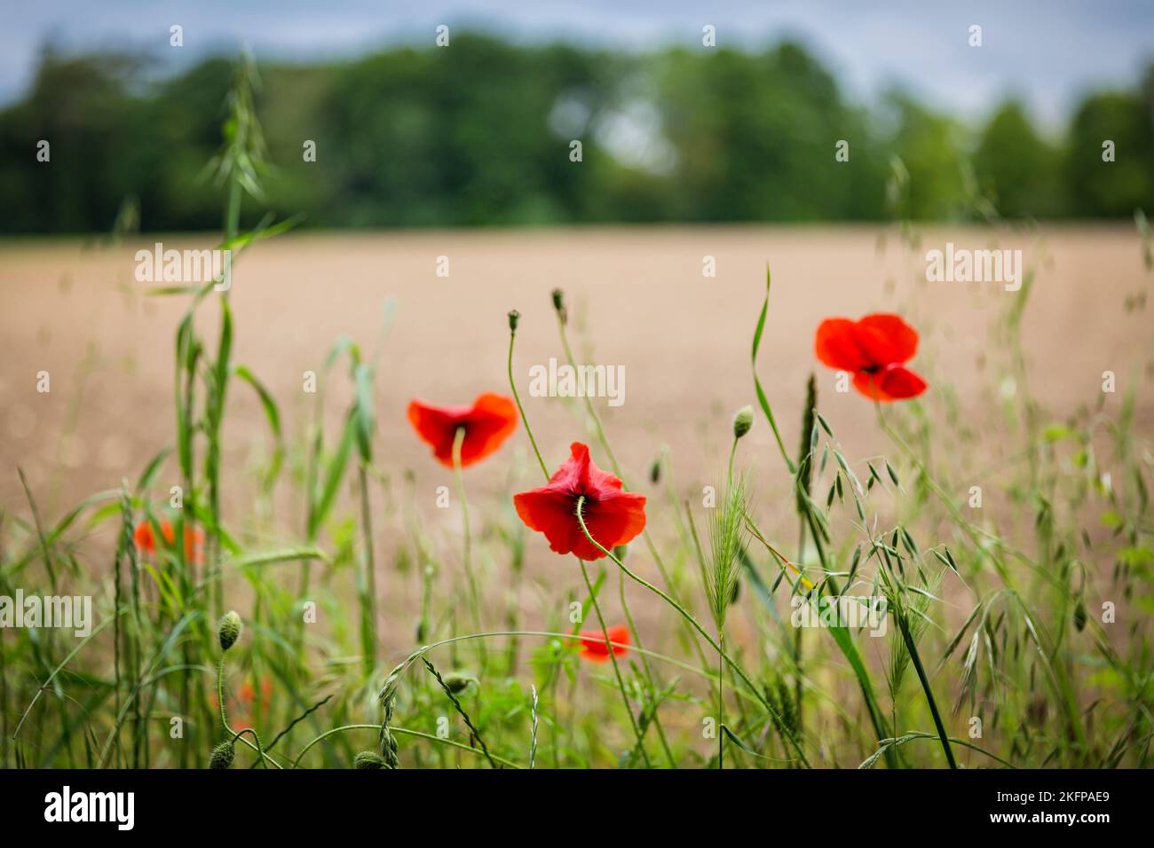 Panorama red poppy field hi-res stock photography and images - Alamy