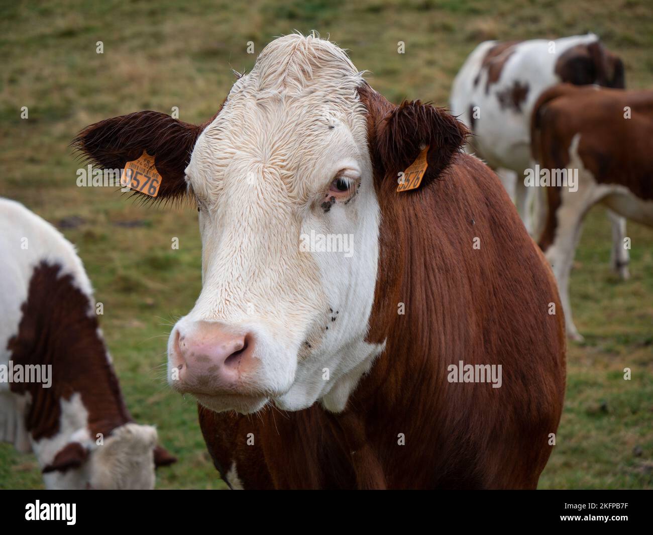 Animals on a farm sheep cows hi-res stock photography and images - Alamy