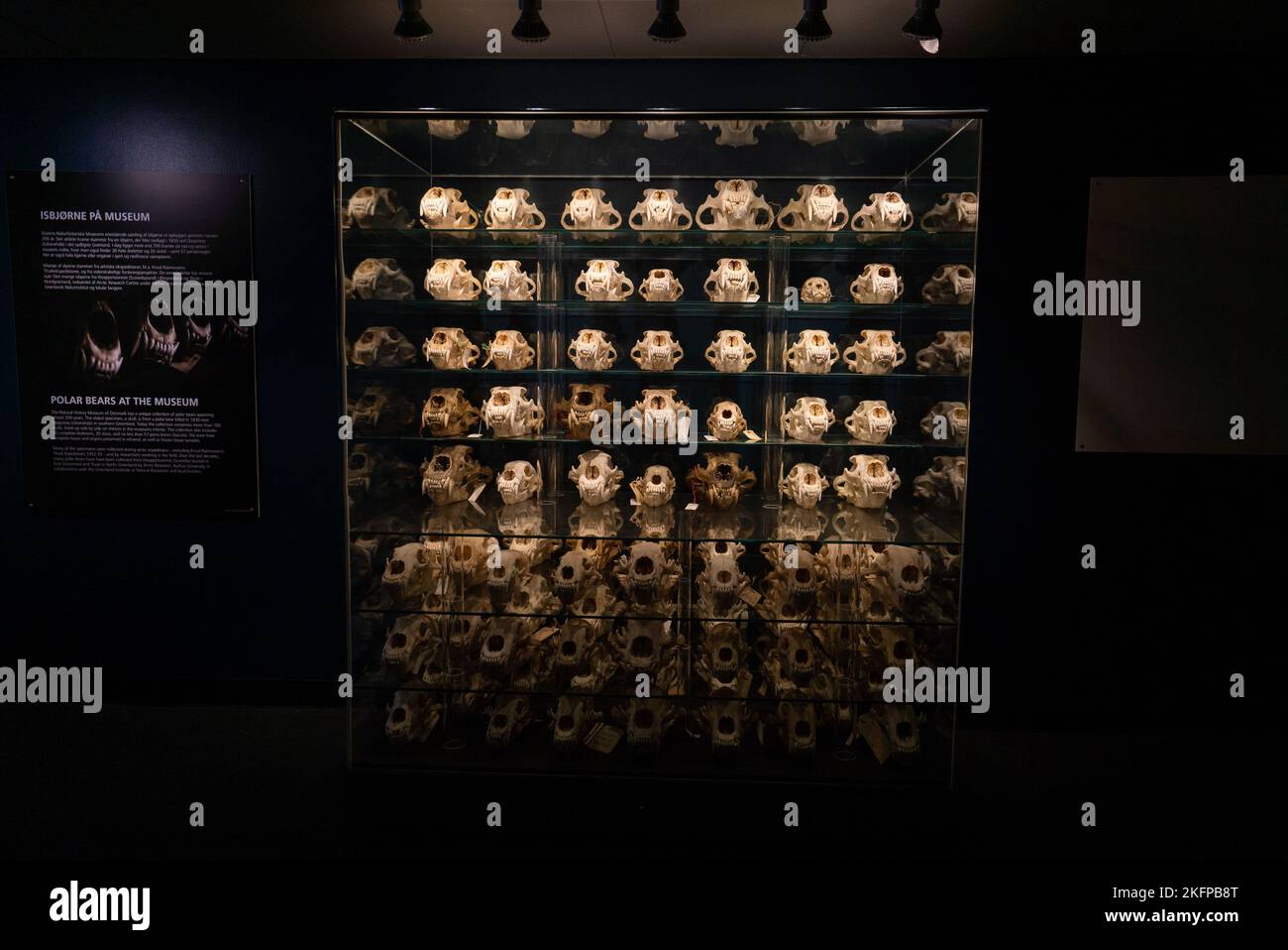 Polar Bear Skulls on Display at the Natural History Museum of Denmark