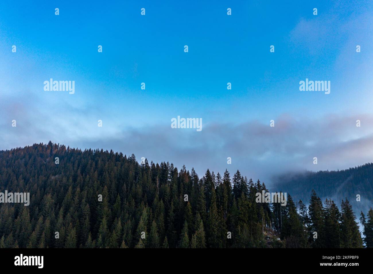 Aerial view thick coniferous forest hi-res stock photography and images ...