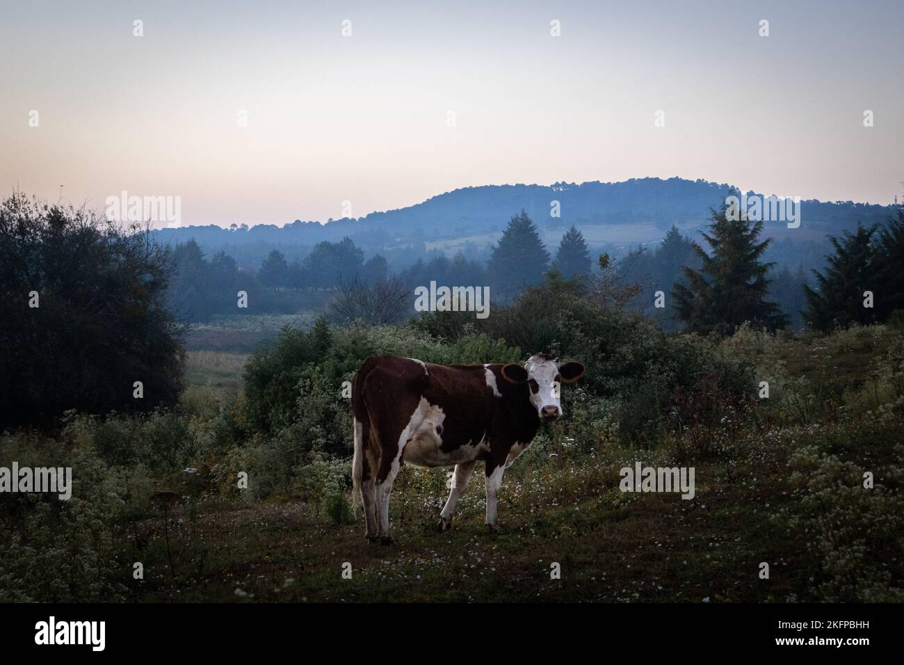 A lone cow grazing in rural Mexico at blue hour. Taken November 8th, 2022 in the pueblo mágico of Mazamitla, Jalisco. Stock Photo