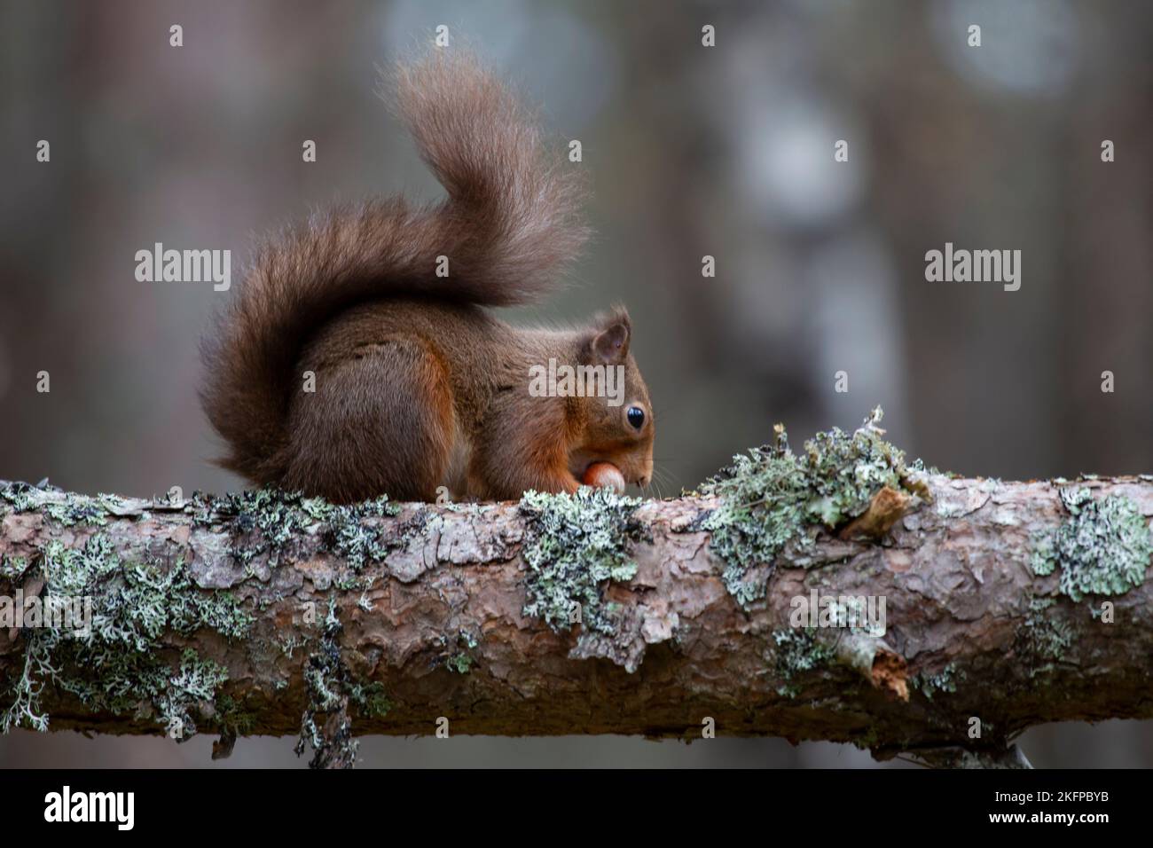 An Eurasian Red Squirrel Sciurus vulgaris with a bushy winter tail eating a hazel nut on a
