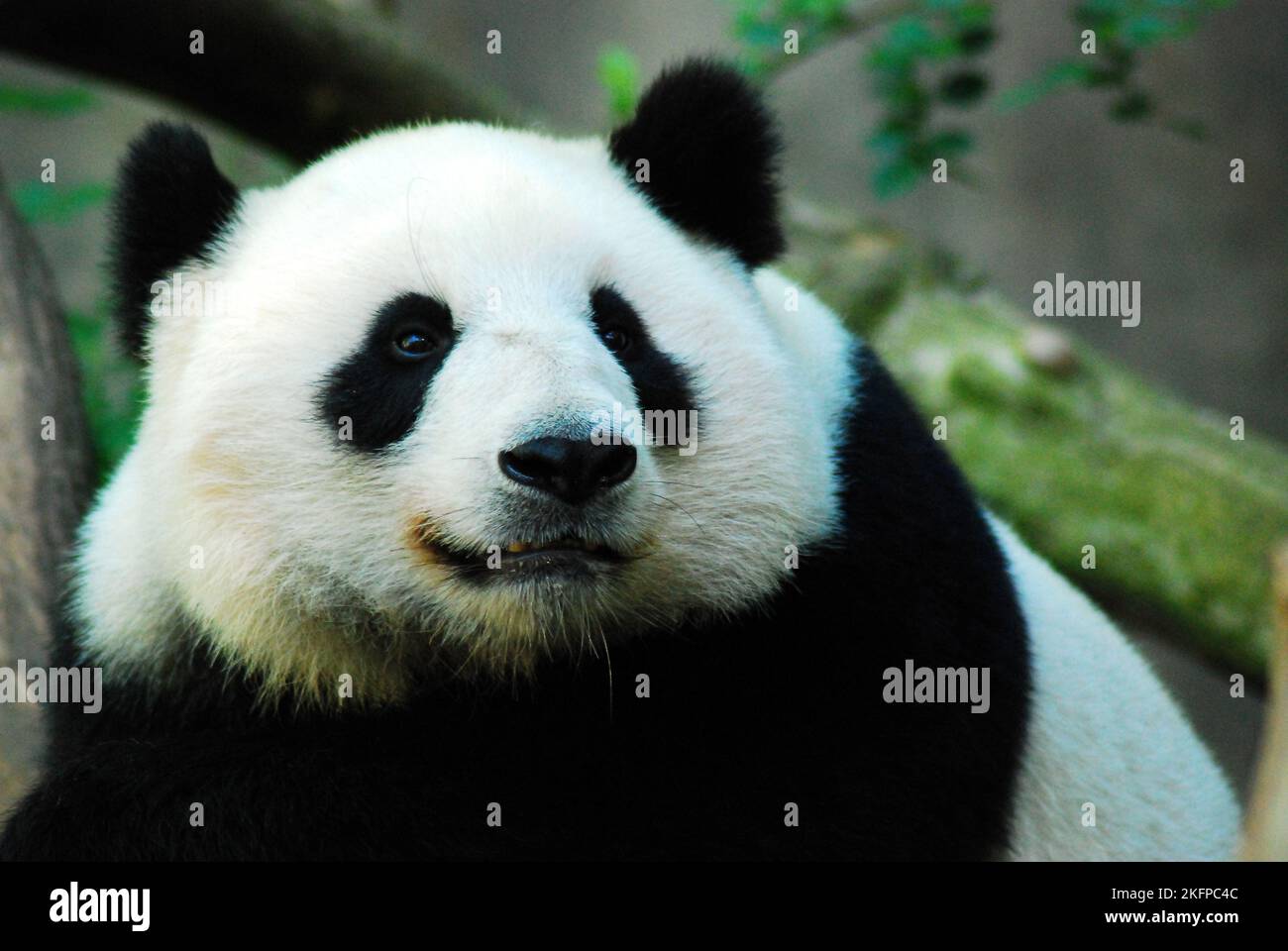 A Giant Panda, Ailuropoda melanoleuca, raises its head while resting to inspect its surroundings Stock Photo