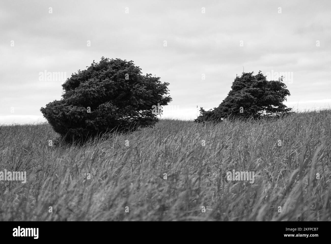 Grass field waving in wind Black and White Stock Photos & Images - Alamy
