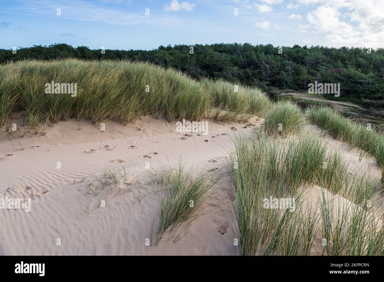 Foot steps break up the natural patterns on the dunes between Formby beach and the pine woods. Stock Photo