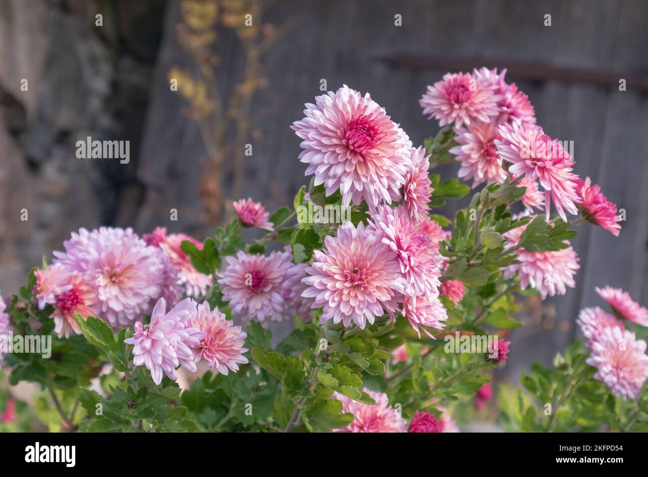 Red pink floral flowers with green leaves and gray planks background