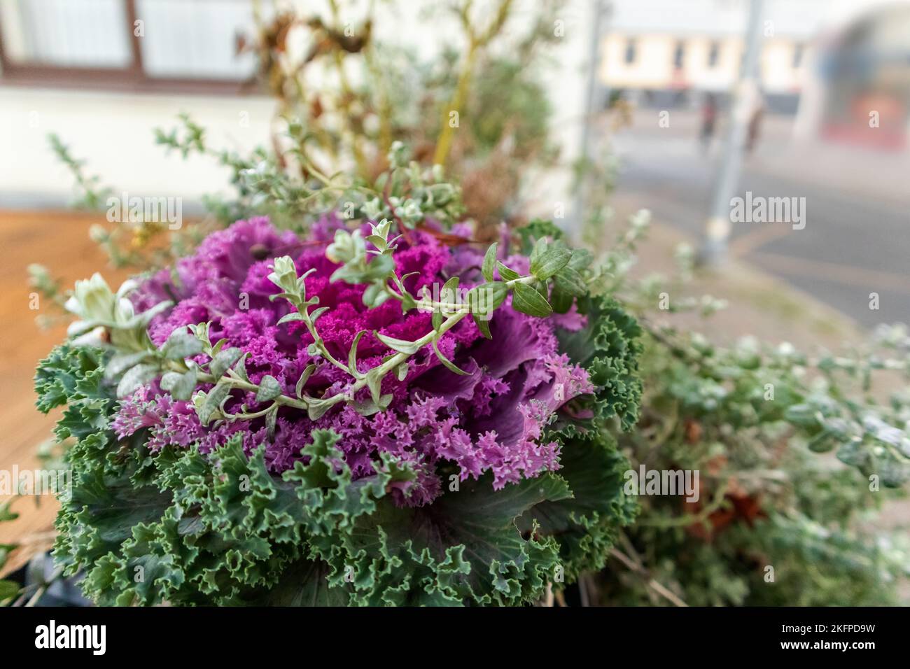 Purple flowers bloom on a background of green leaves Stock Photo - Alamy
