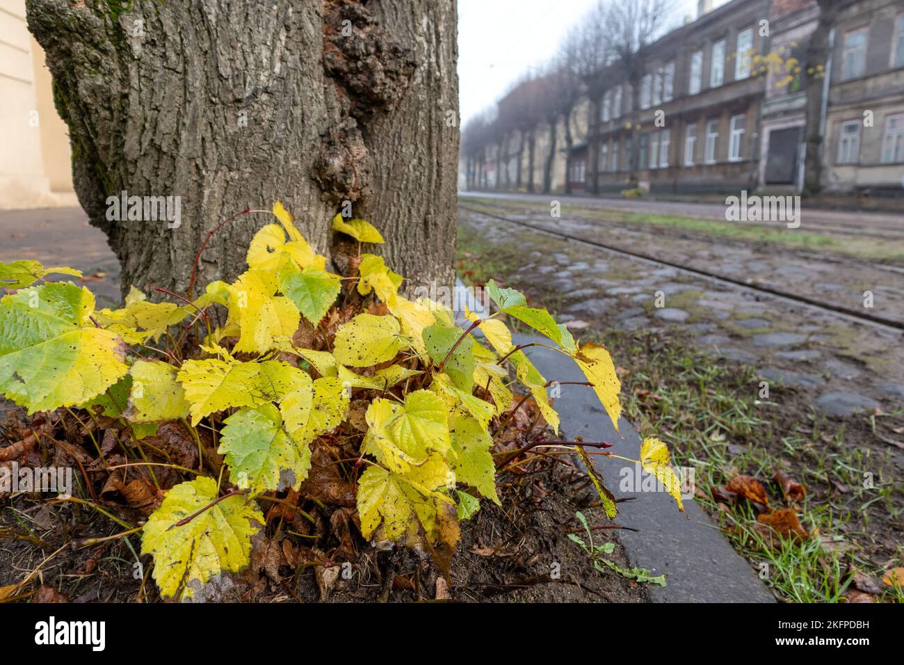 Yellow green tree leaves in autumn with railway tracks in the background Stock Photo