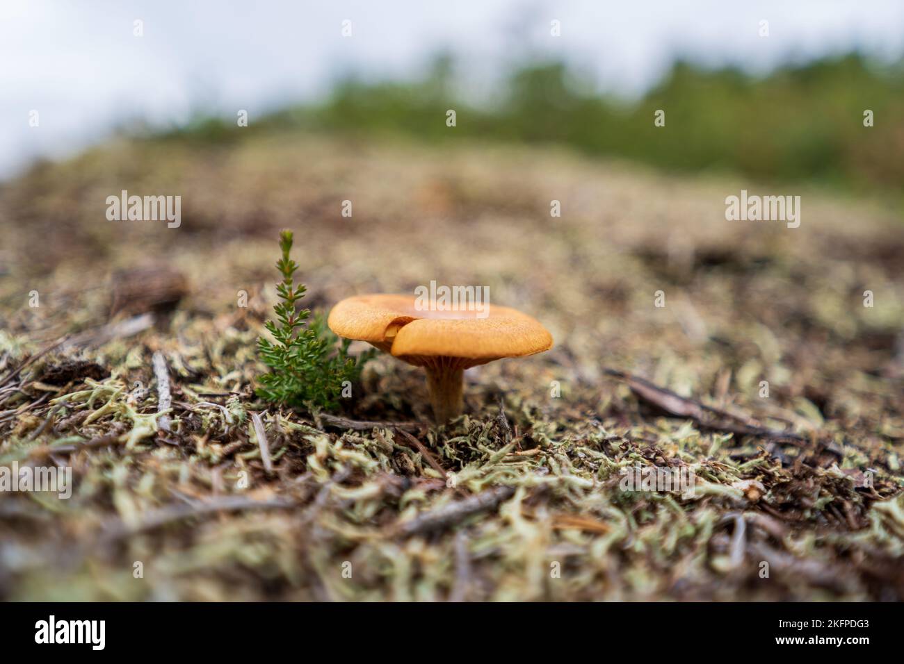A selective focus shot of a scaly rustgill mushtoom growing in the wild - Gymnopilus sapineus Stock Photo