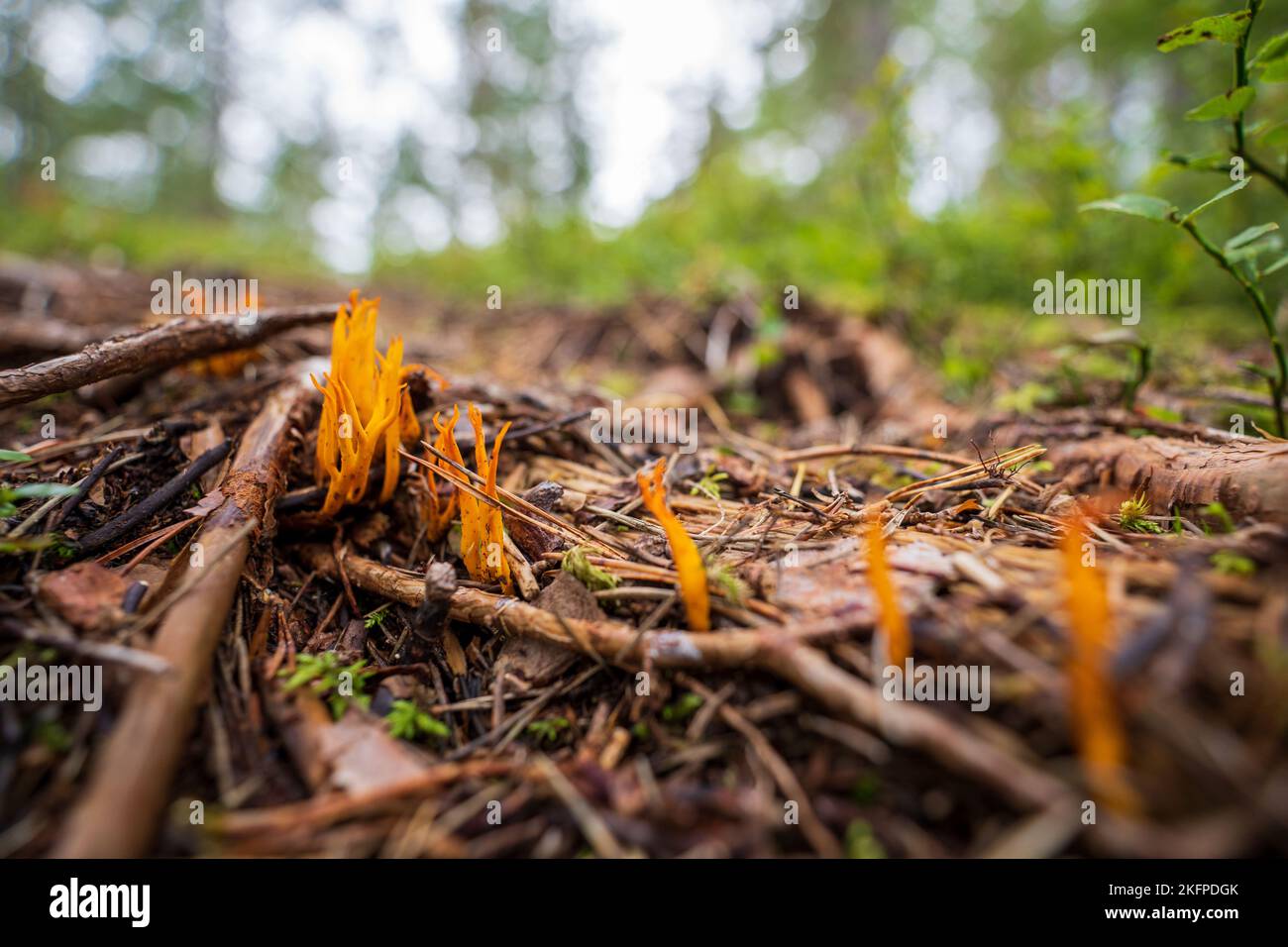 A closeup shot of yellow-tipped coral fungus growing on the forest ground - Ramaria formosa Stock Photo