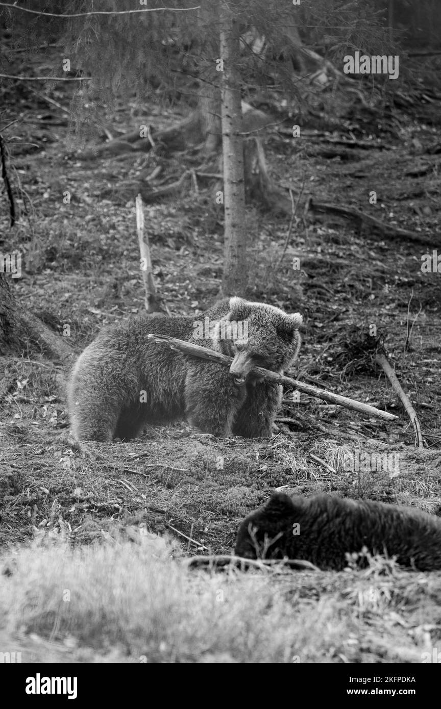 A brown bear in the mountains holds a stick in its paws, active recreation of animals in the forest, a large and formidable mammal, bears in the Natio Stock Photo