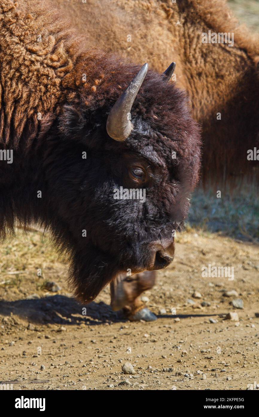 Bison or buffalo on Catalina Island off the coast of California ; USA Stock Photo