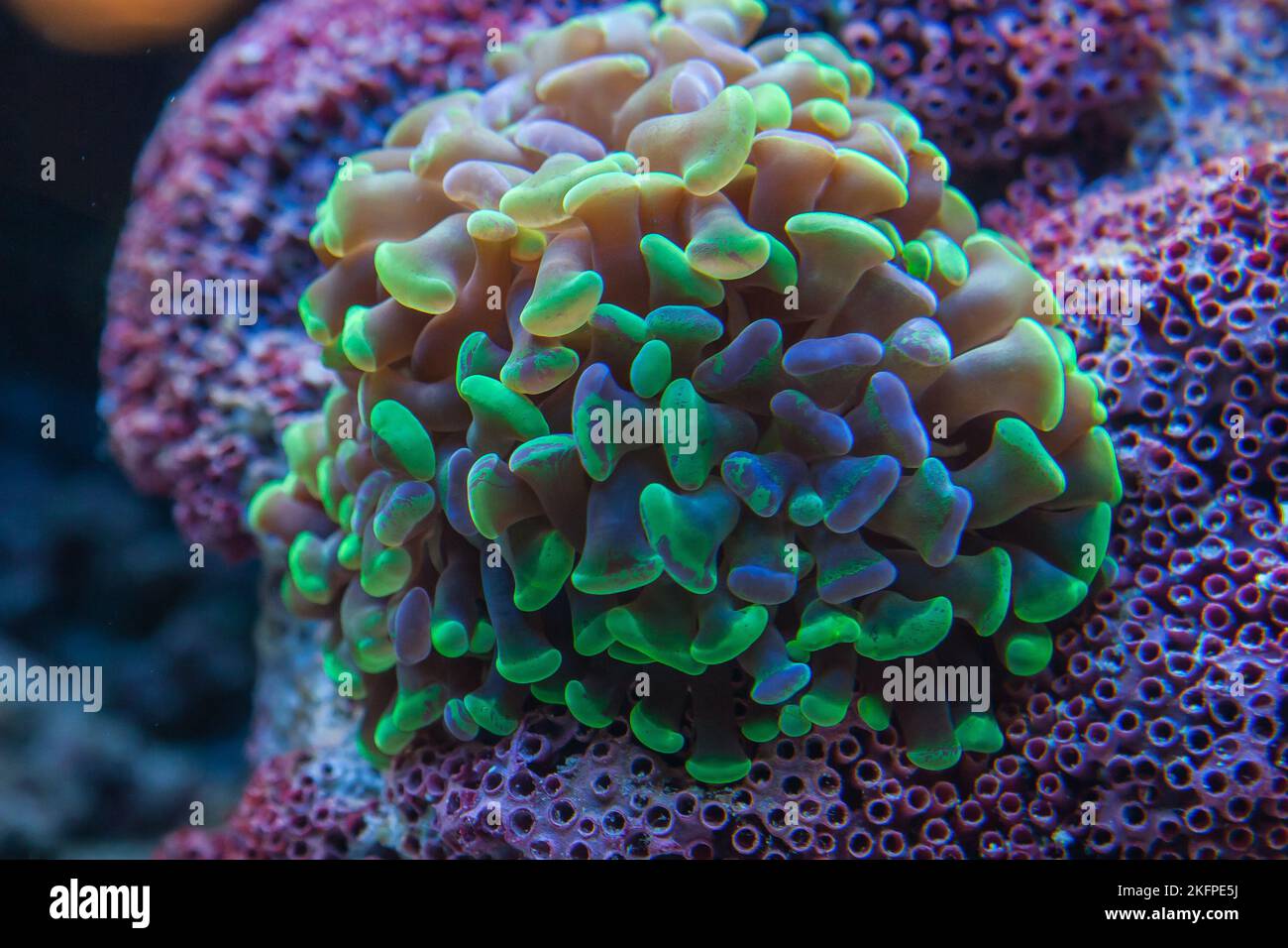 hammer coral, Euphyllia ancora in a home reef aquarium. A large polyp stony coral specie Stock Photo