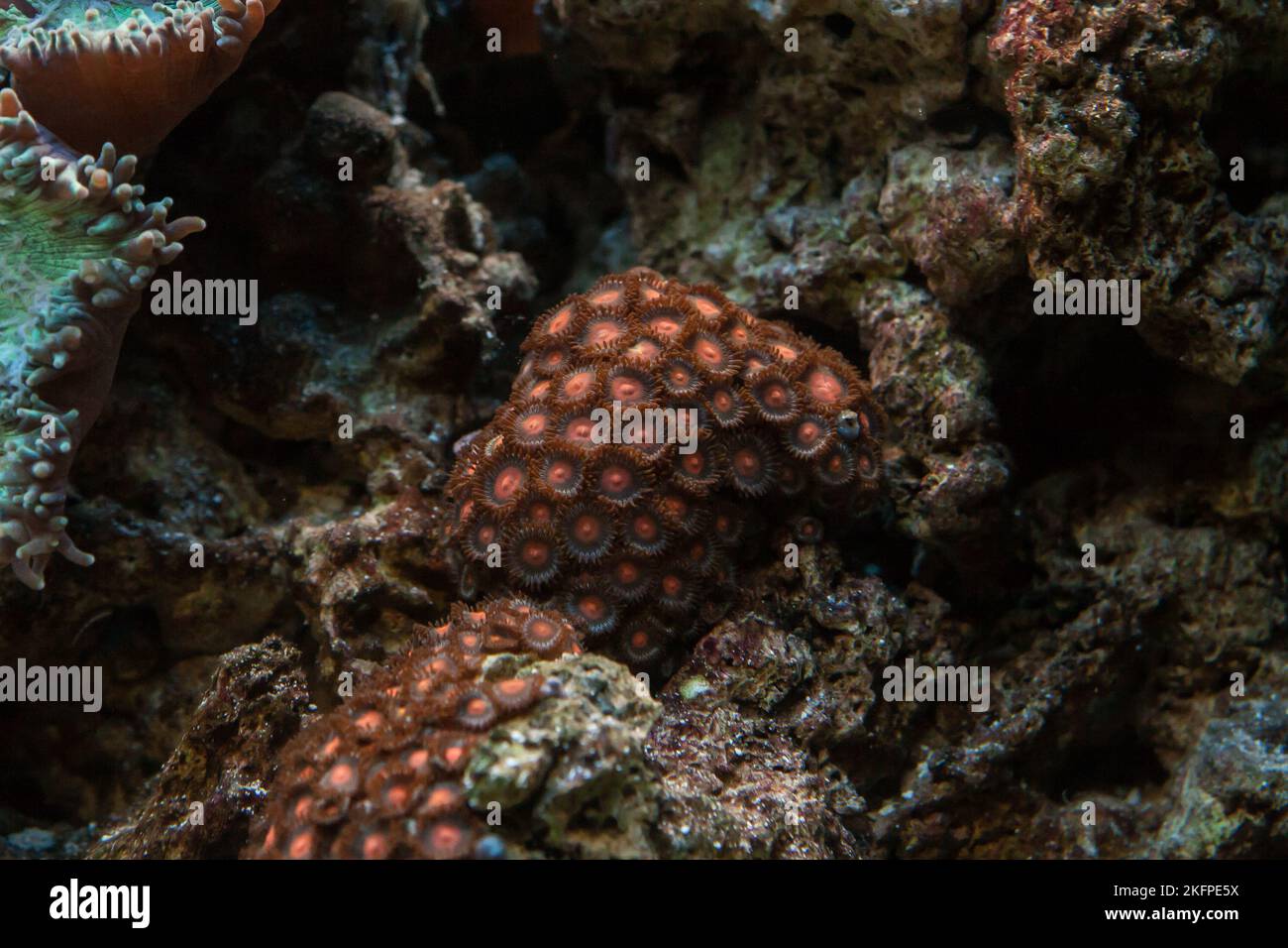 Goniopora Coral in a reef tank saltwater aquarium Stock Photo
