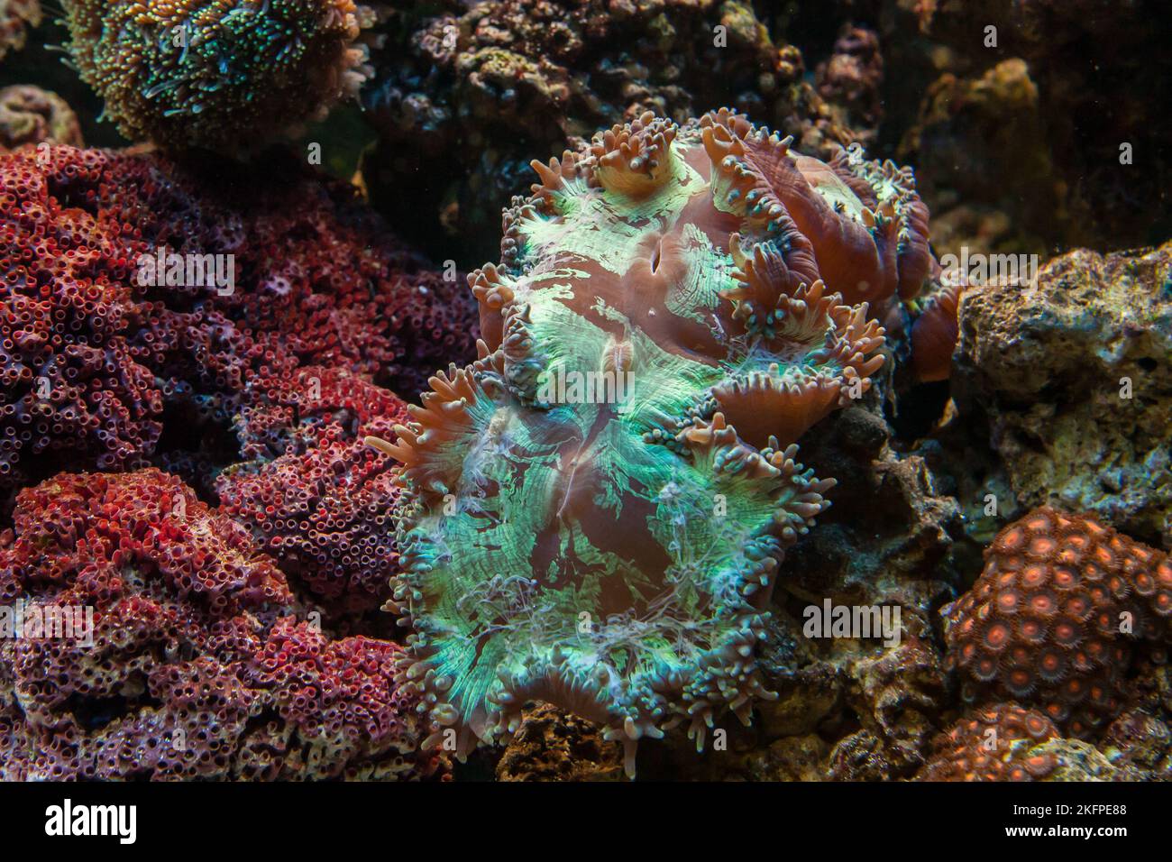 Elegance Coral Catalaphyllia jardinei in a saltwater reef tank aquarium Stock Photo