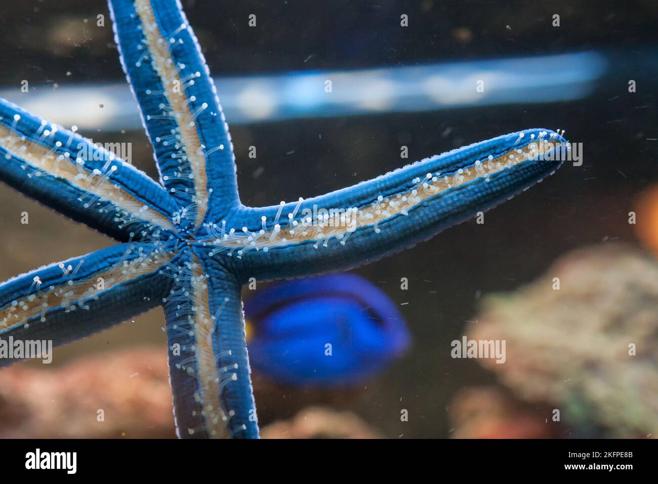 Blue starfish in a saltwater aquarium Stock Photo