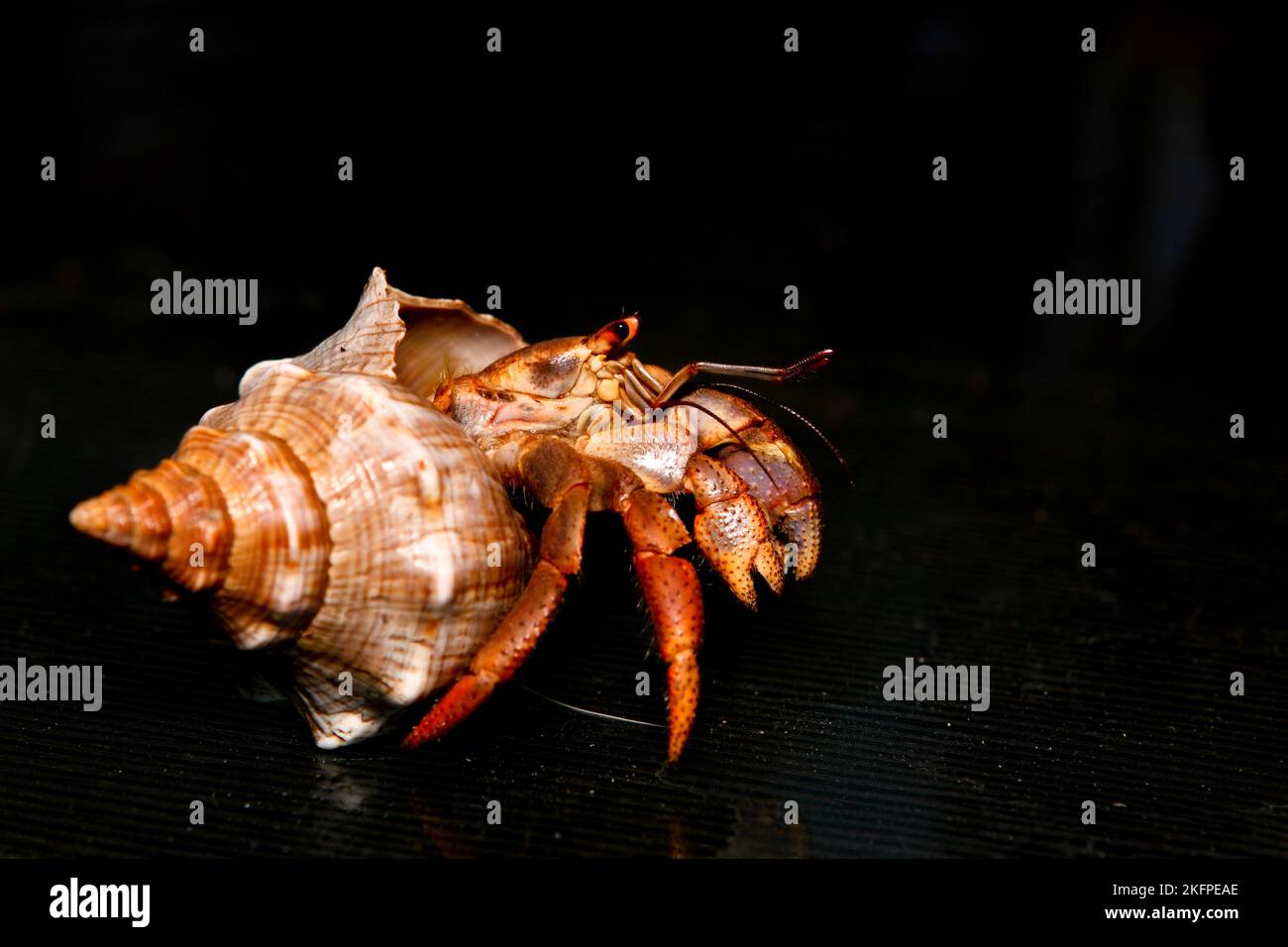 land hermit crab on black background Stock Photo