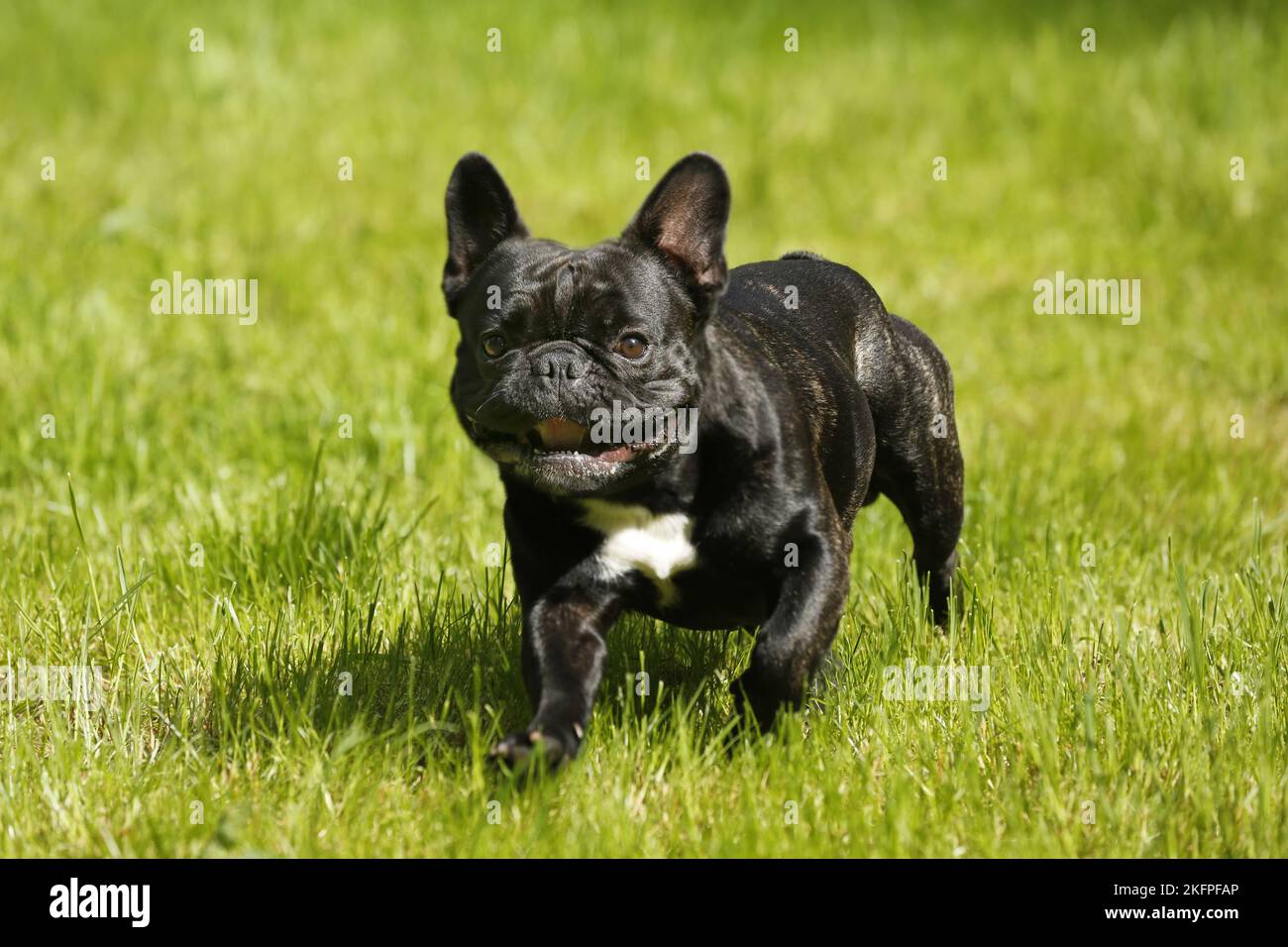running French Bulldog Stock Photo