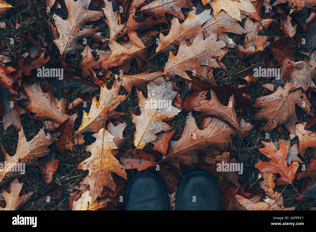 Autumn season ,leaves on the ground Stock Photo