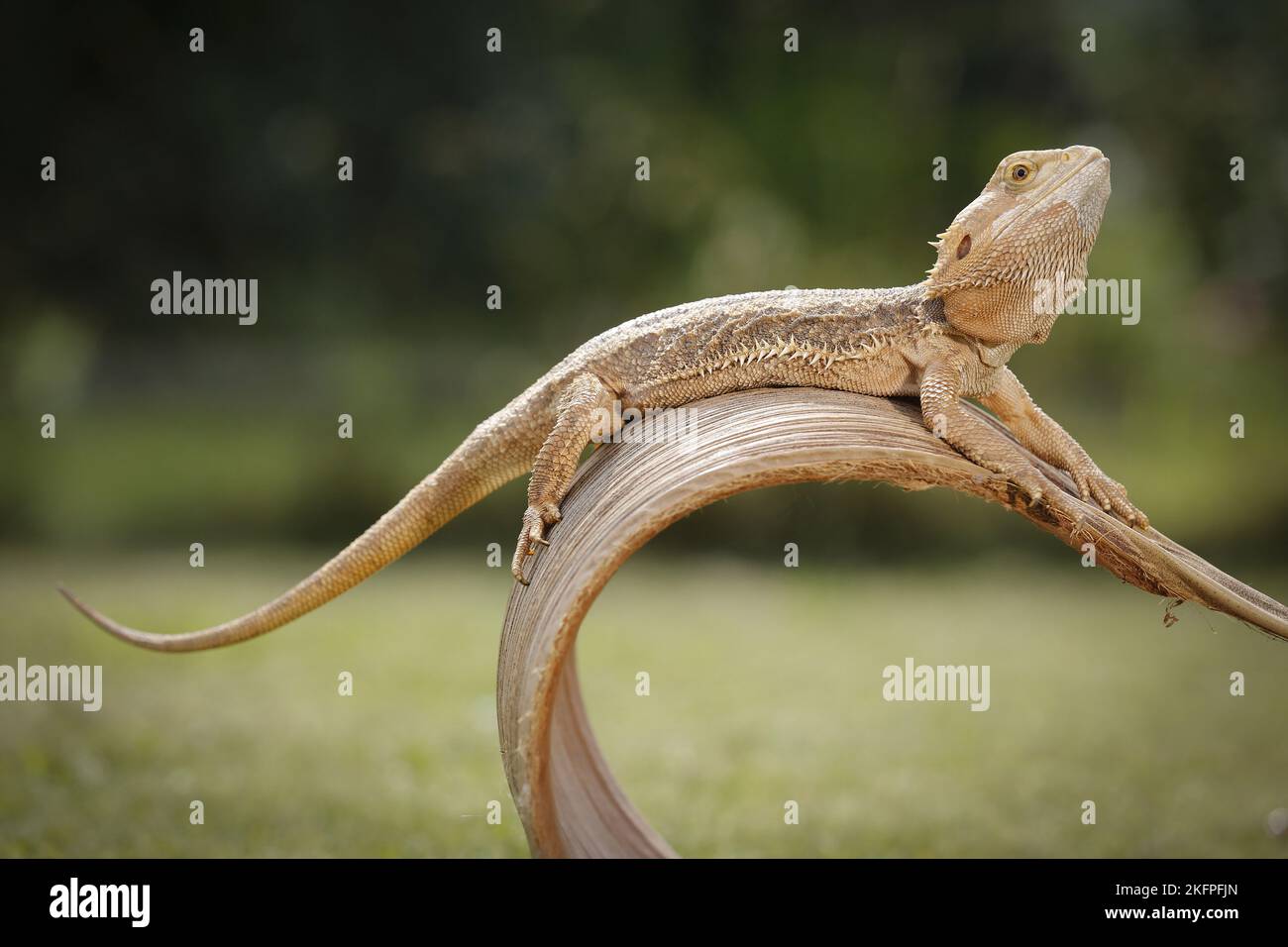 Stunning How To Handle Leaf Litter Maintenance For Bearded Dragons image