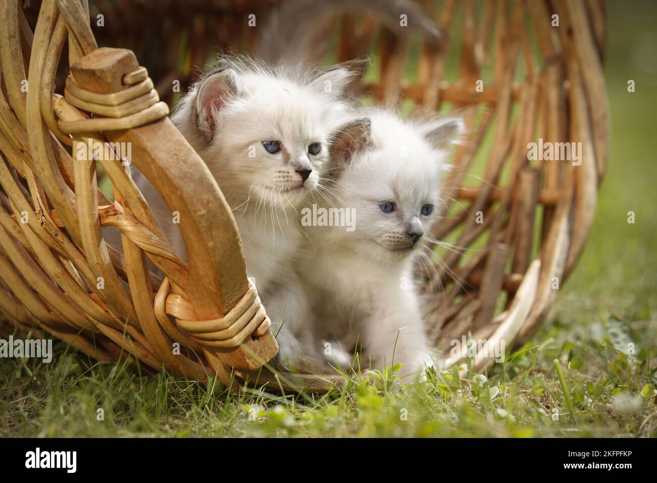 2 Ragdoll Kitten Stock Photo - Alamy