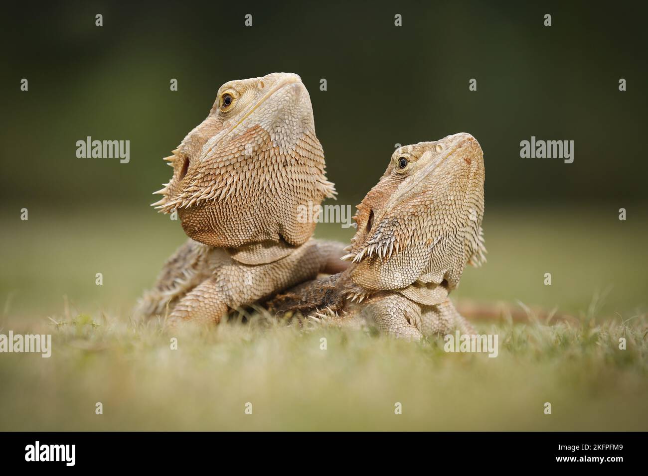 2 bearded dragons Stock Photo Alamy