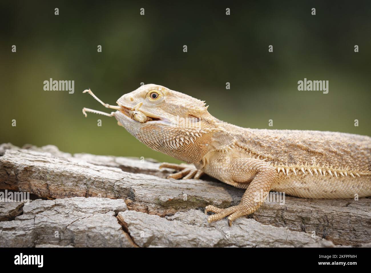 bearded dragon Stock Photo