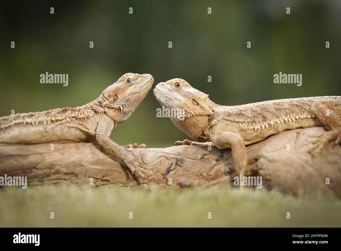 2 bearded dragons Stock Photo Alamy