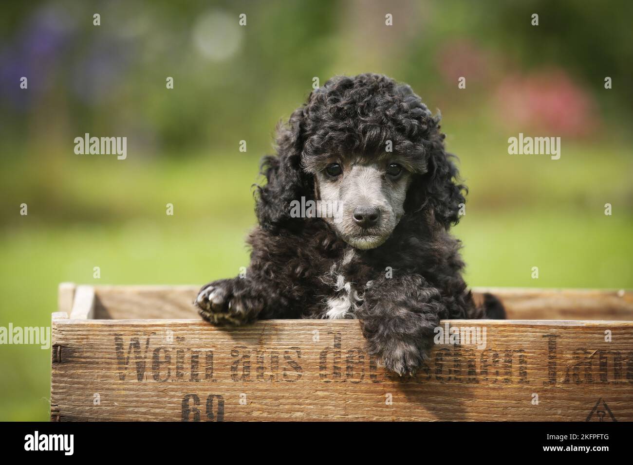 Miniature Poodle Puppy Stock Photo Alamy