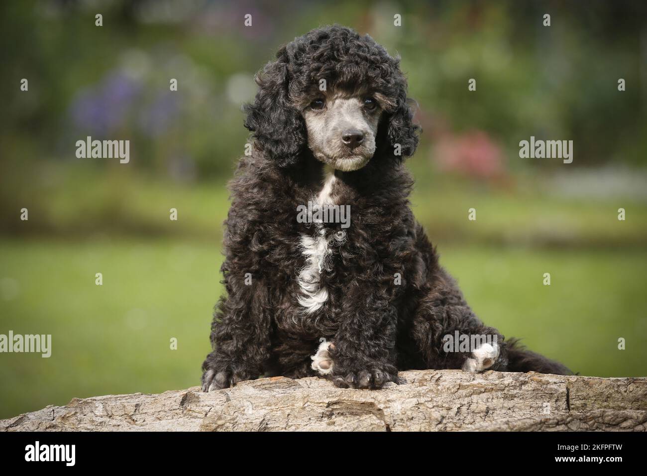 Silver miniature poodle shops puppy