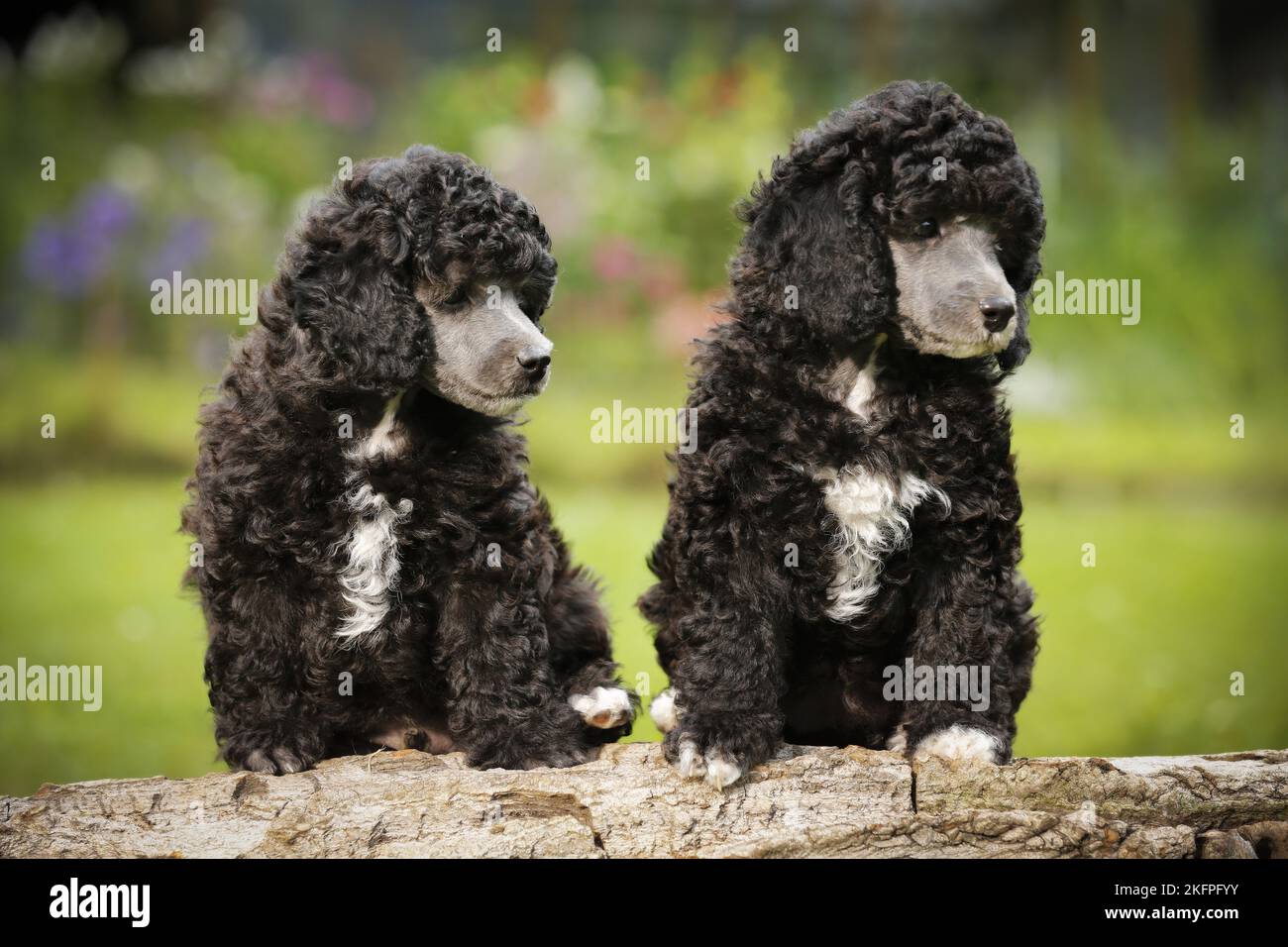 miniature-poodle-puppies-stock-photo-alamy